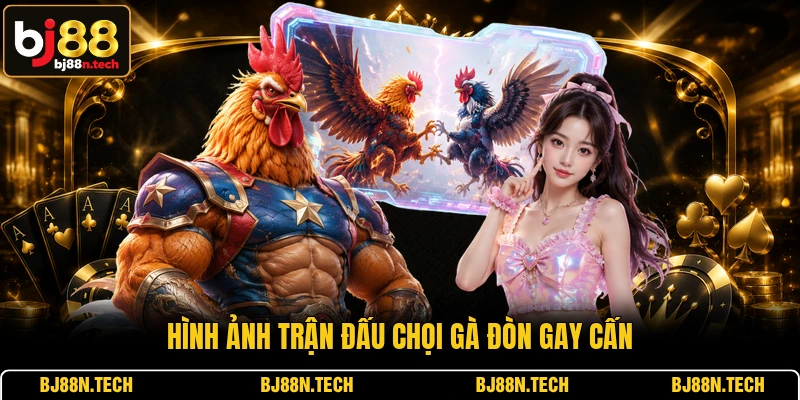 Hình ảnh trận đấu chọi gà đòn gay cấn